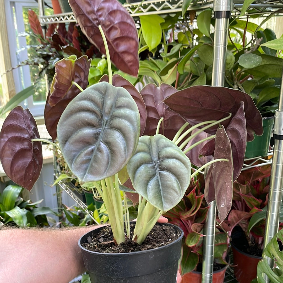 Alocasia Cuprea