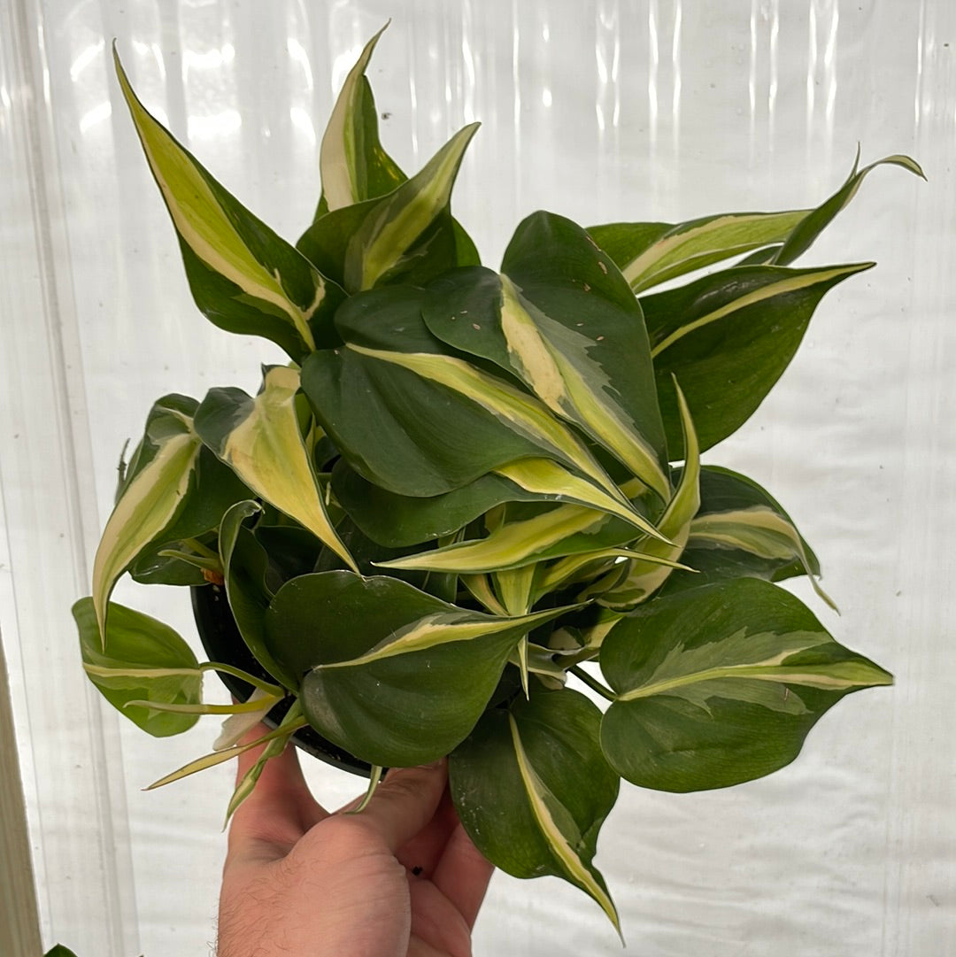 Philodendron Silver Stripe