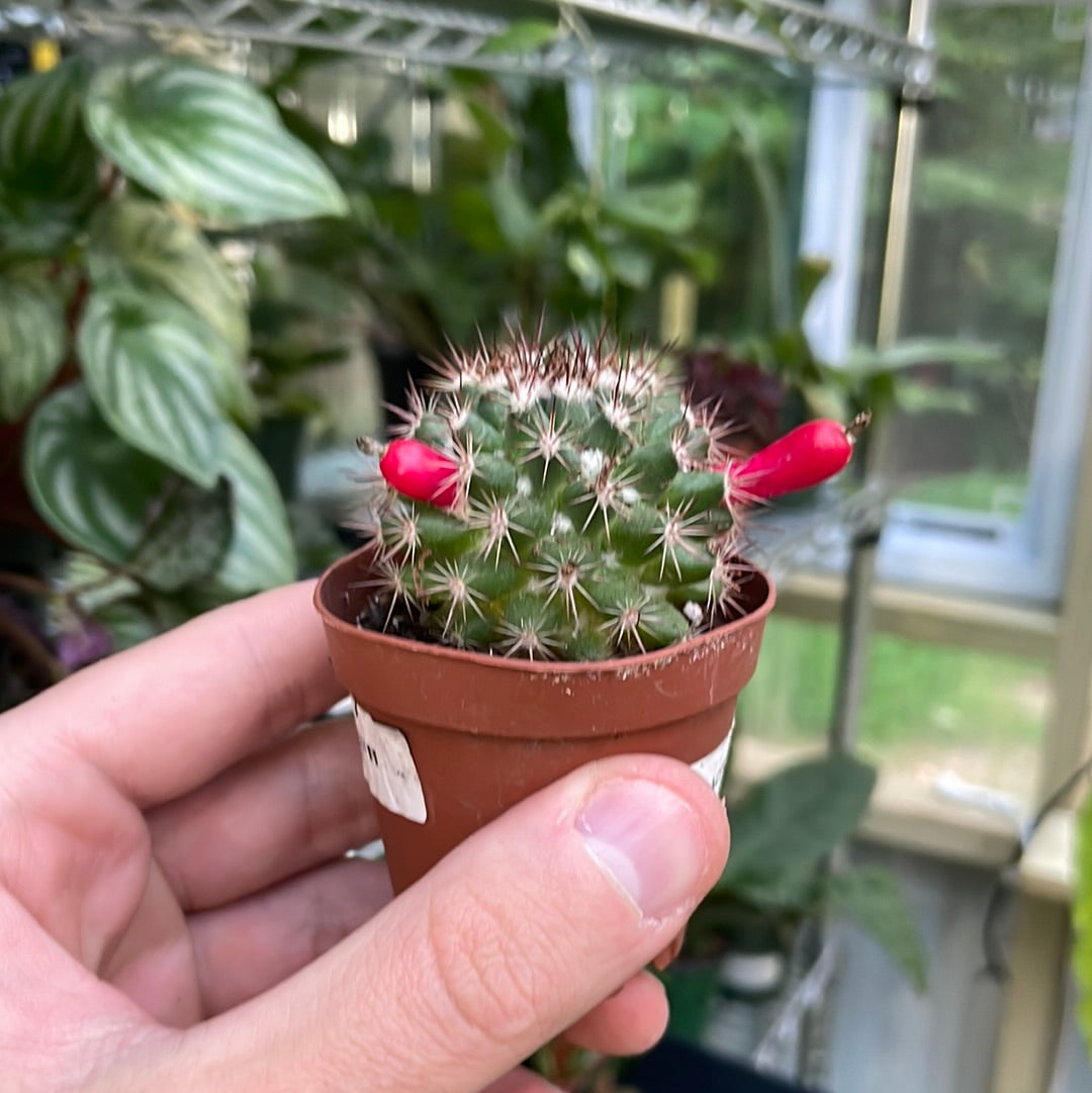 Mammillaria Bocasana