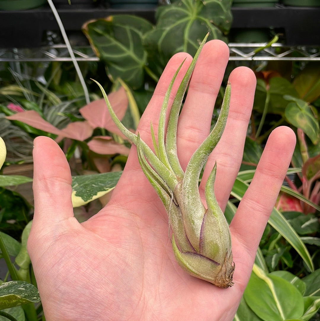 Caput Medusae Air Plant