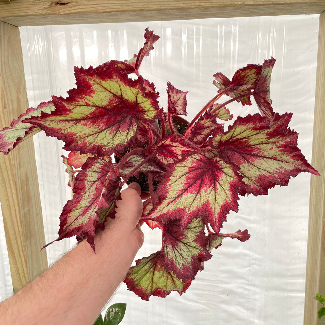 Begonia Ring of Fire - Live Plants - Plant Daddies of Atlanta