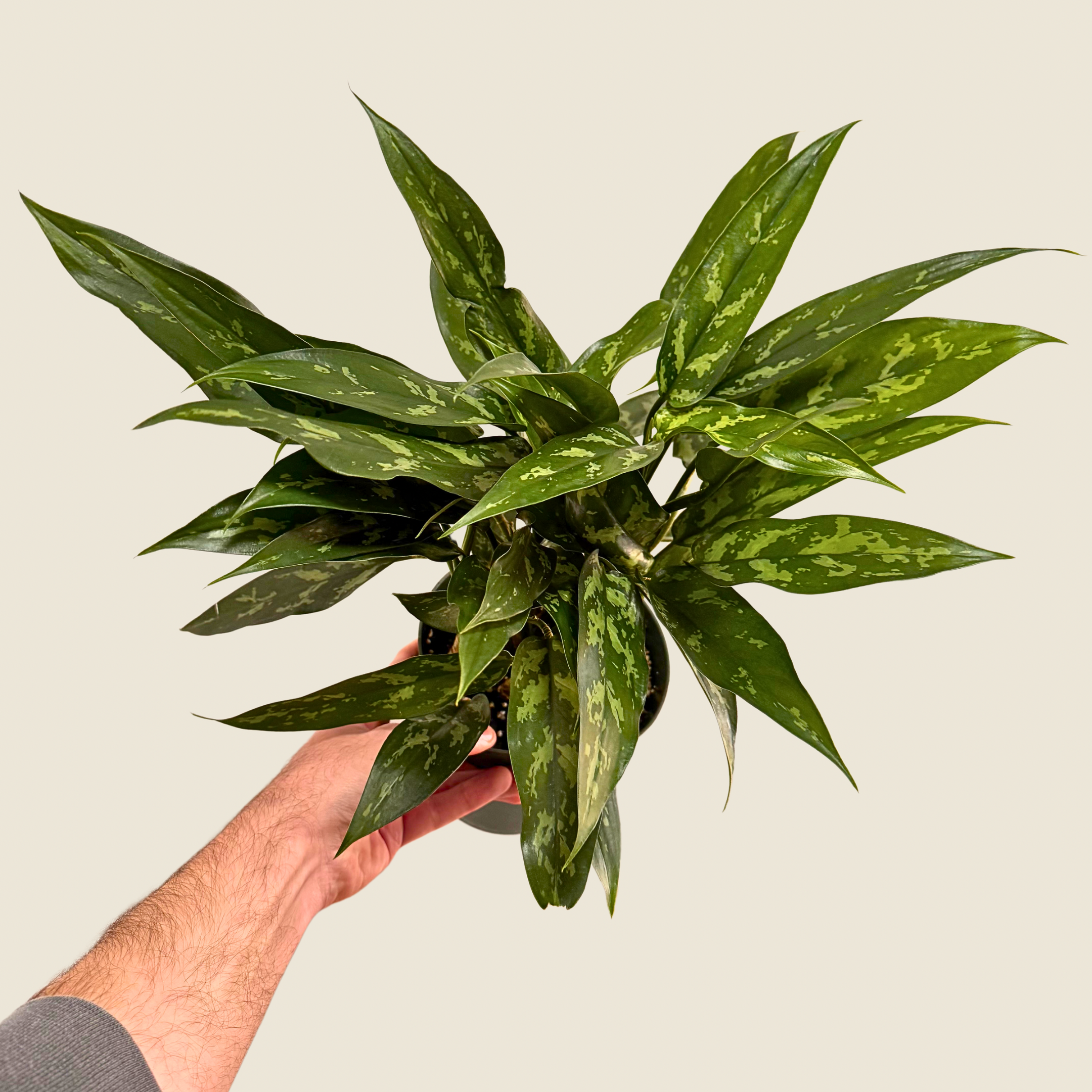 Aglaonema Maryann