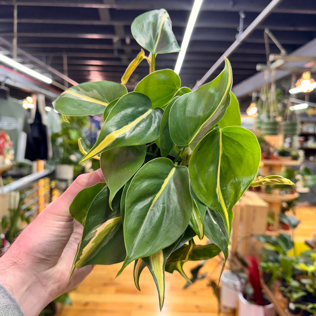 Philodendron Silver Stripe