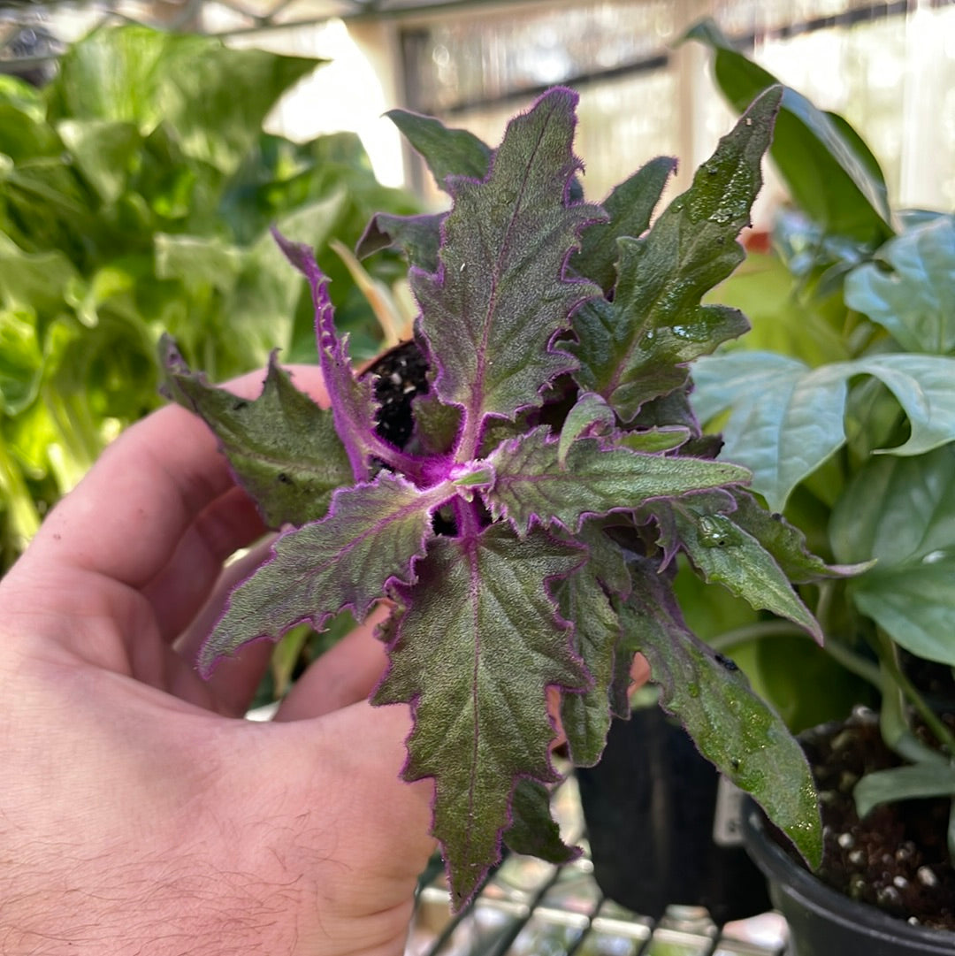 Gynura Aurantiaca Purple Passion