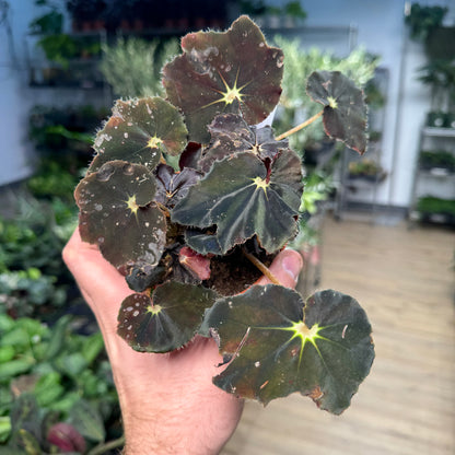 Begonia Dark Mambo