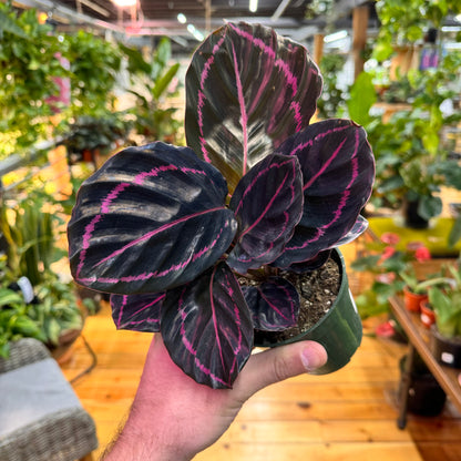 Calathea Dottie