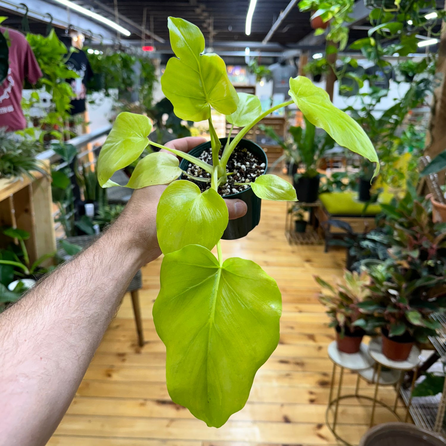 Philodendron Warscewiczii Aurea