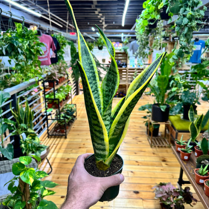 Sansevieria Superba