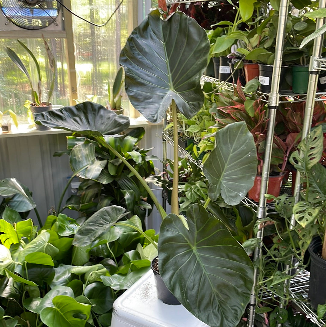 Alocasia Regal Shields