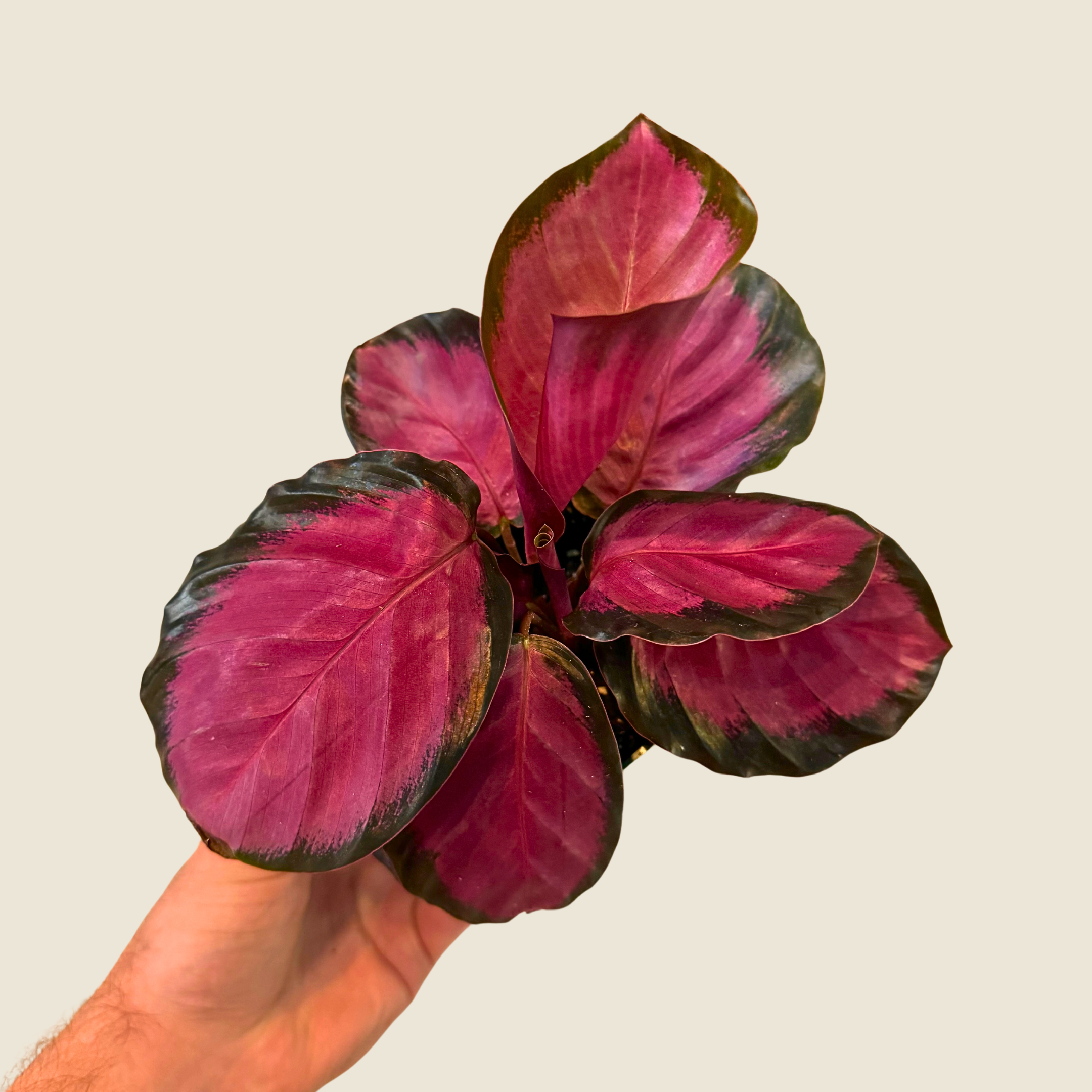 Calathea Purple Rose