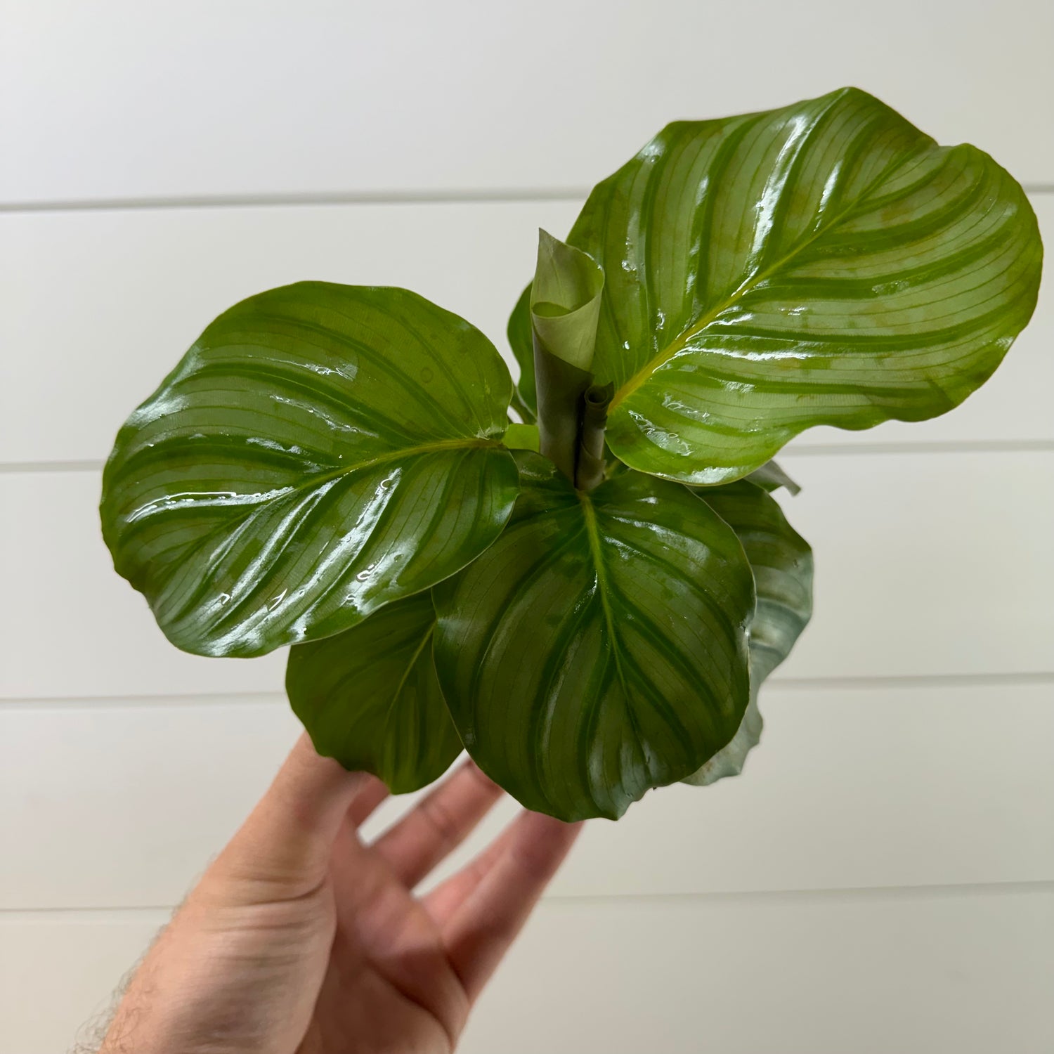 Calathea Orbifolia