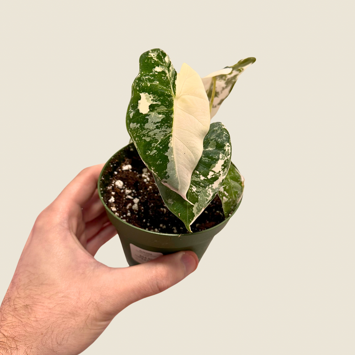 Alocasia Frydek Variegated