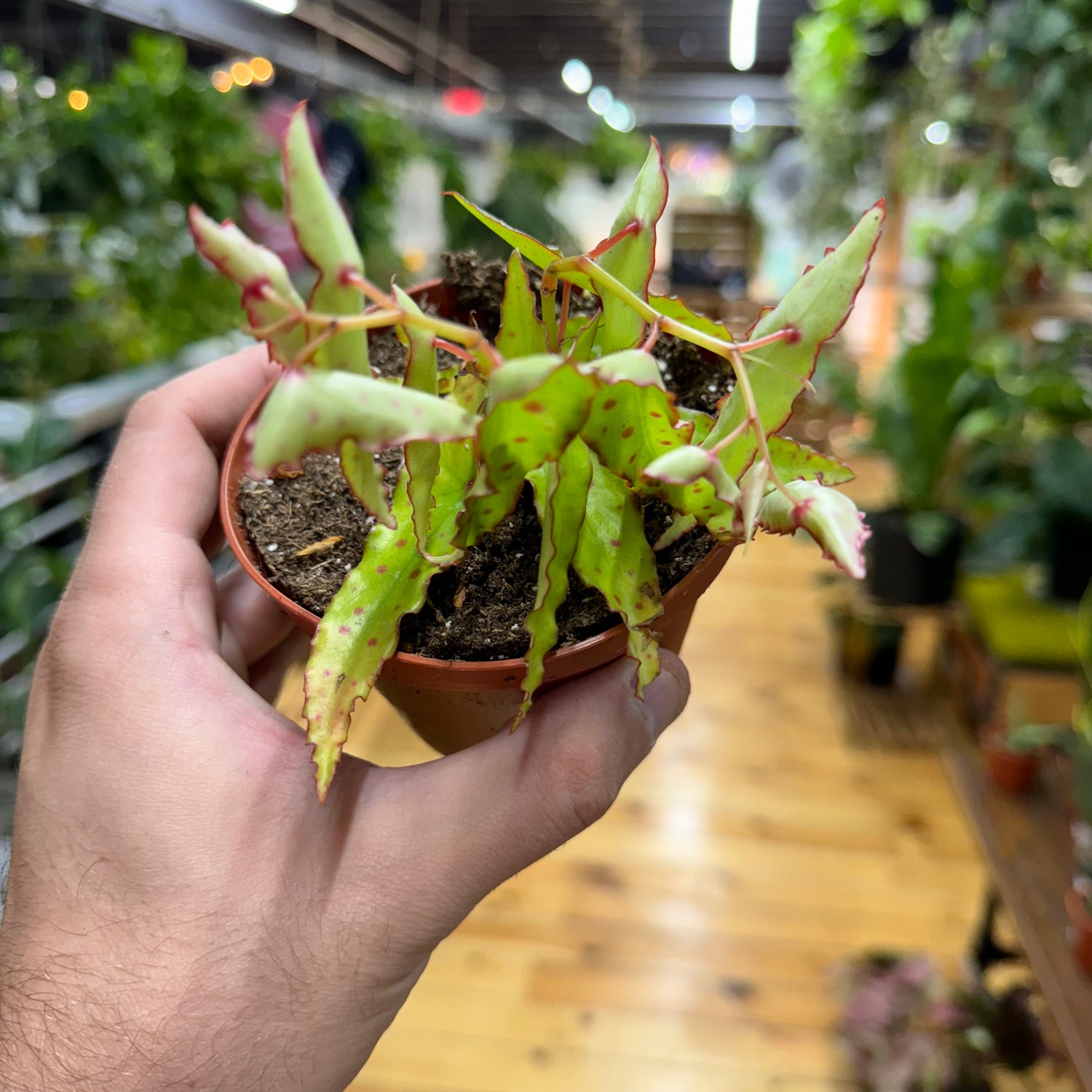 Begonia Amphioxus