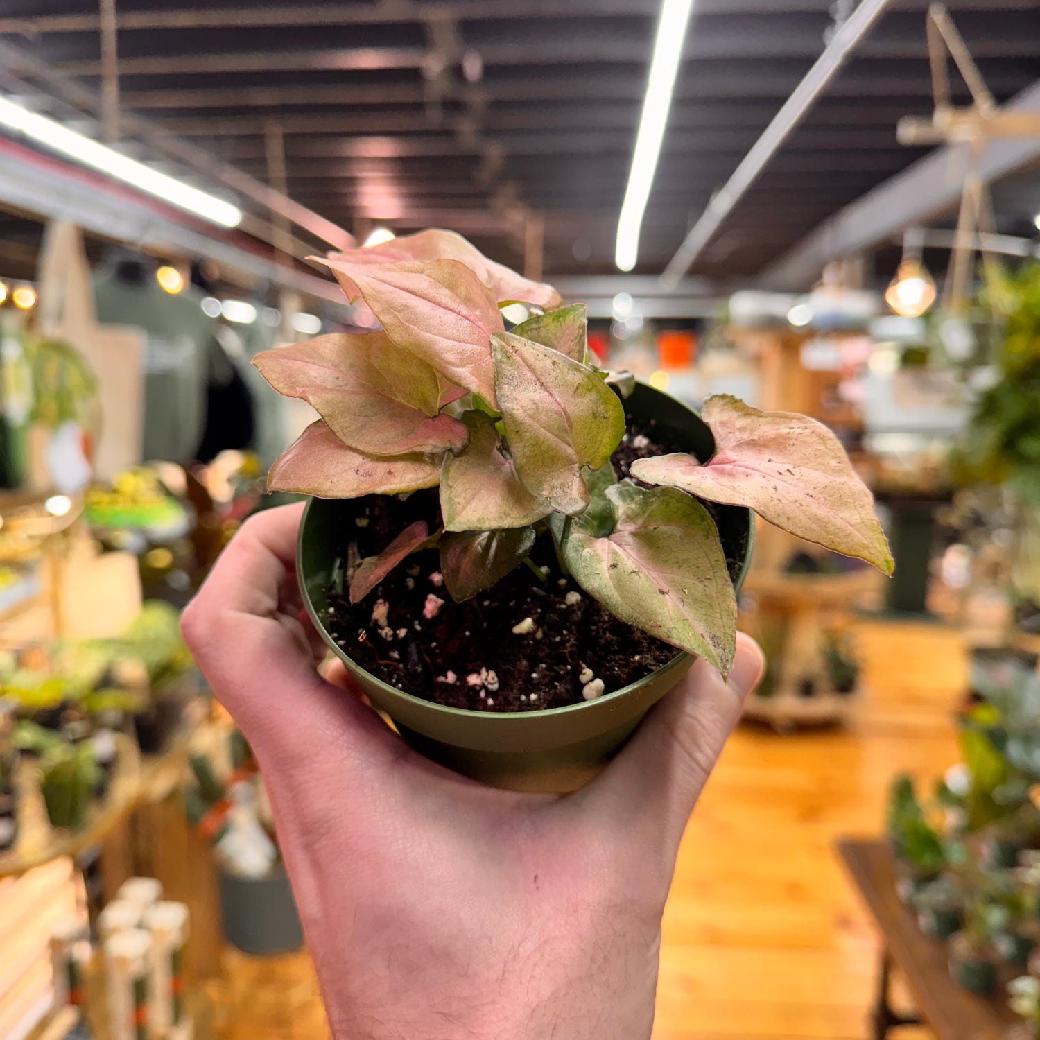 Syngonium Pink Perfection