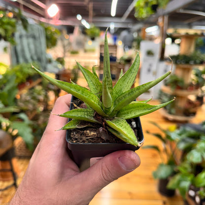 Sansevieria Josephine