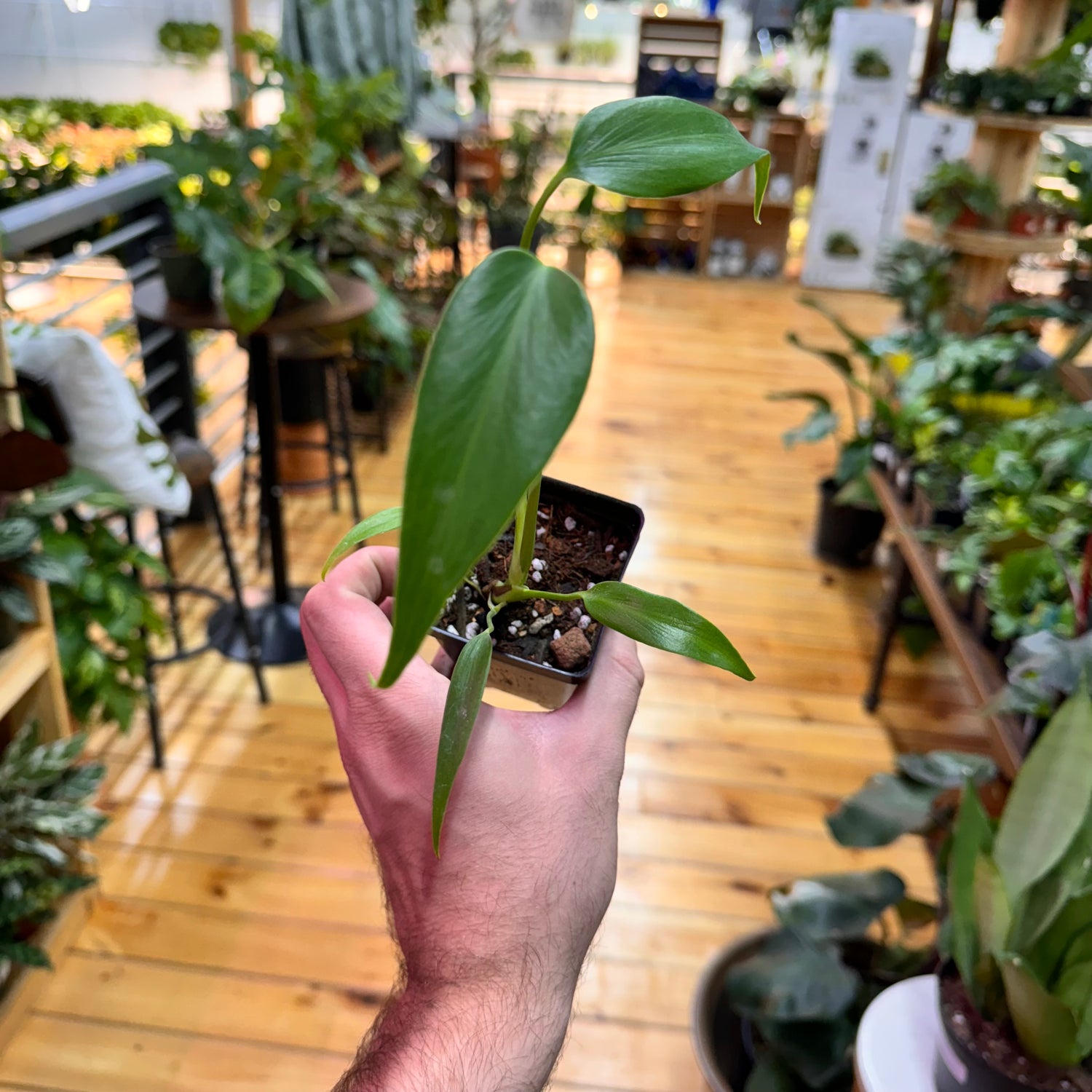 Monstera Burle Marx Flame