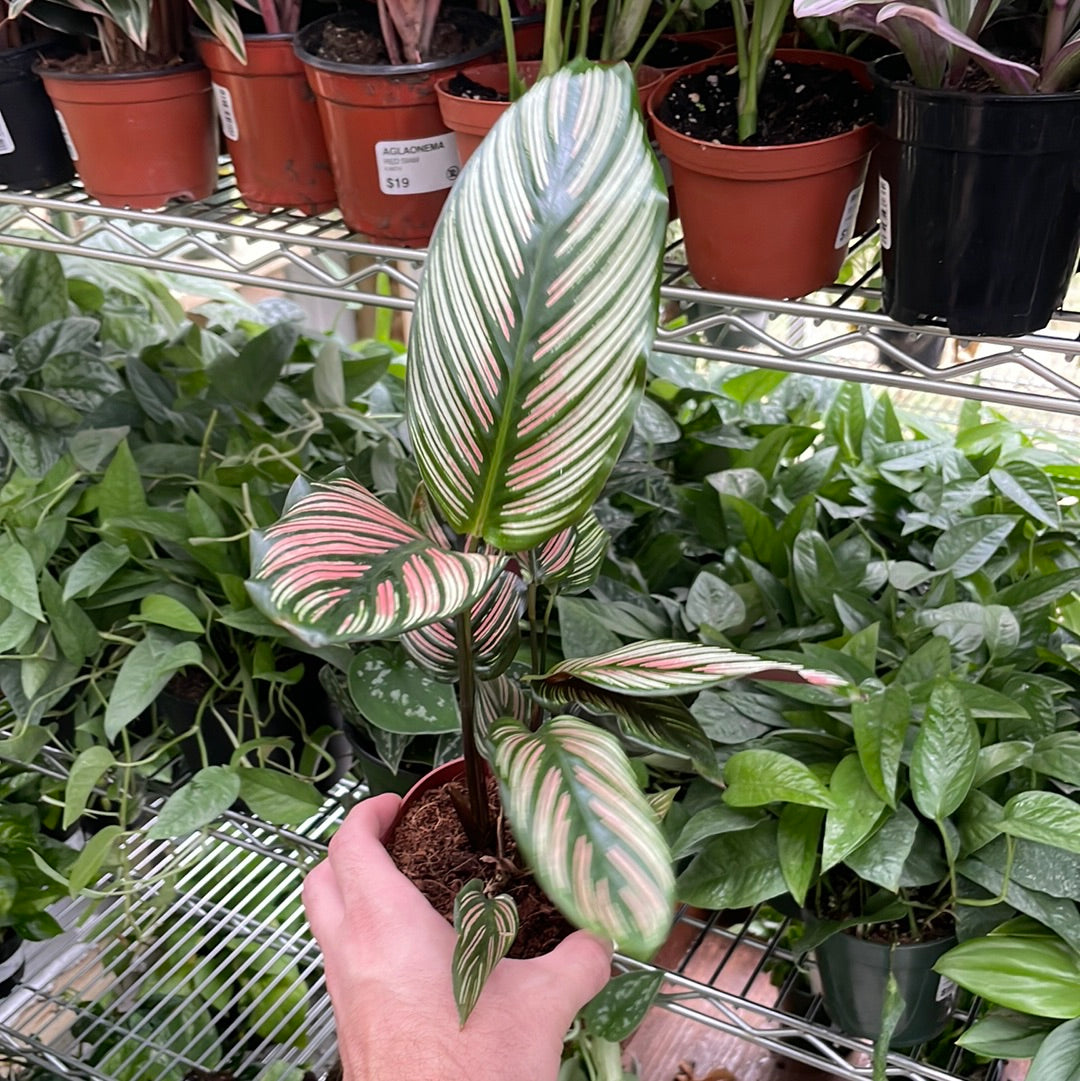 Calathea White Star