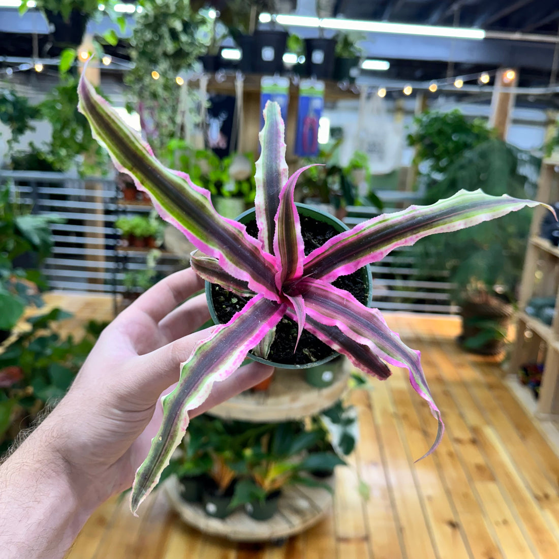 Cryptanthus Bivittatus Pink