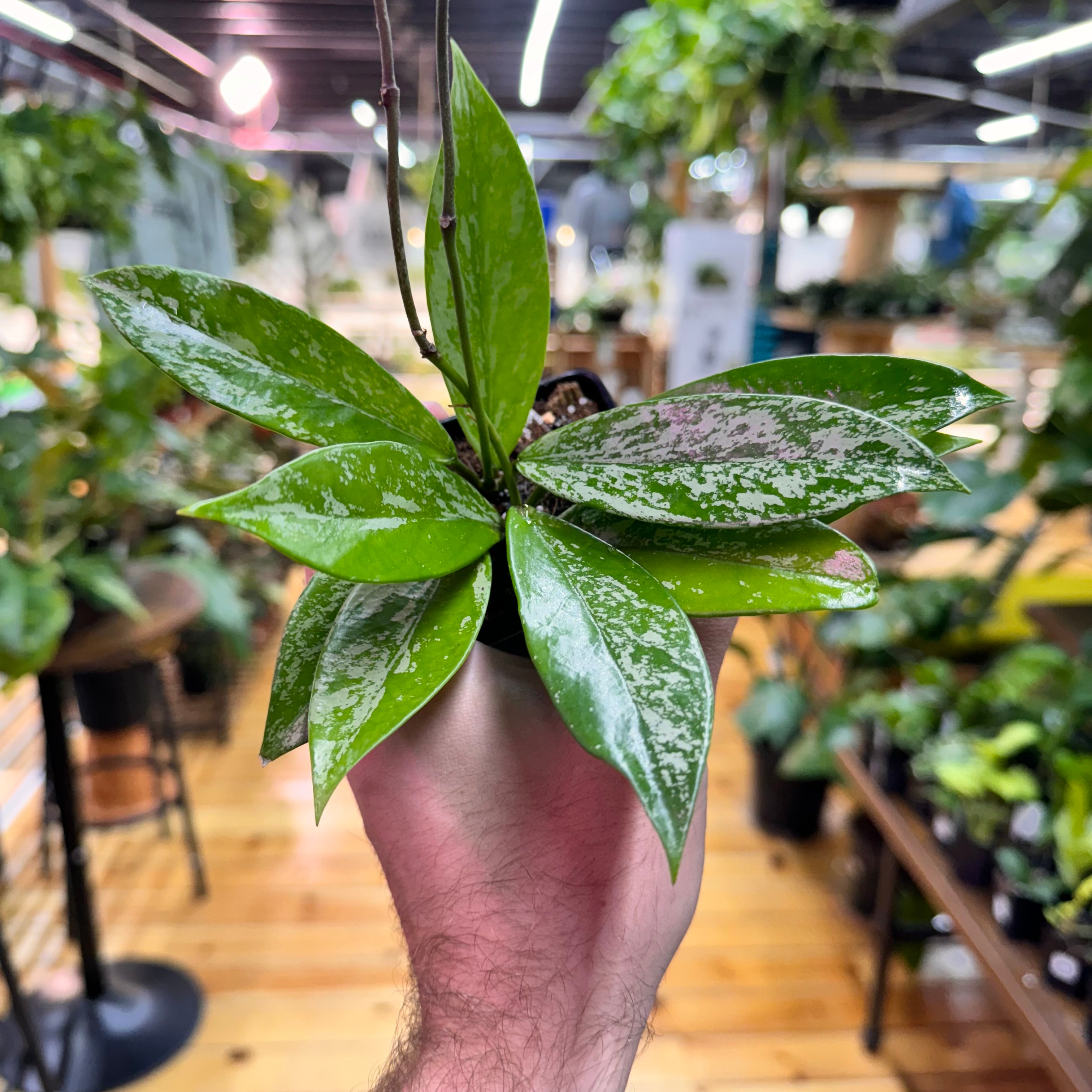 Hoya Pubicalyx