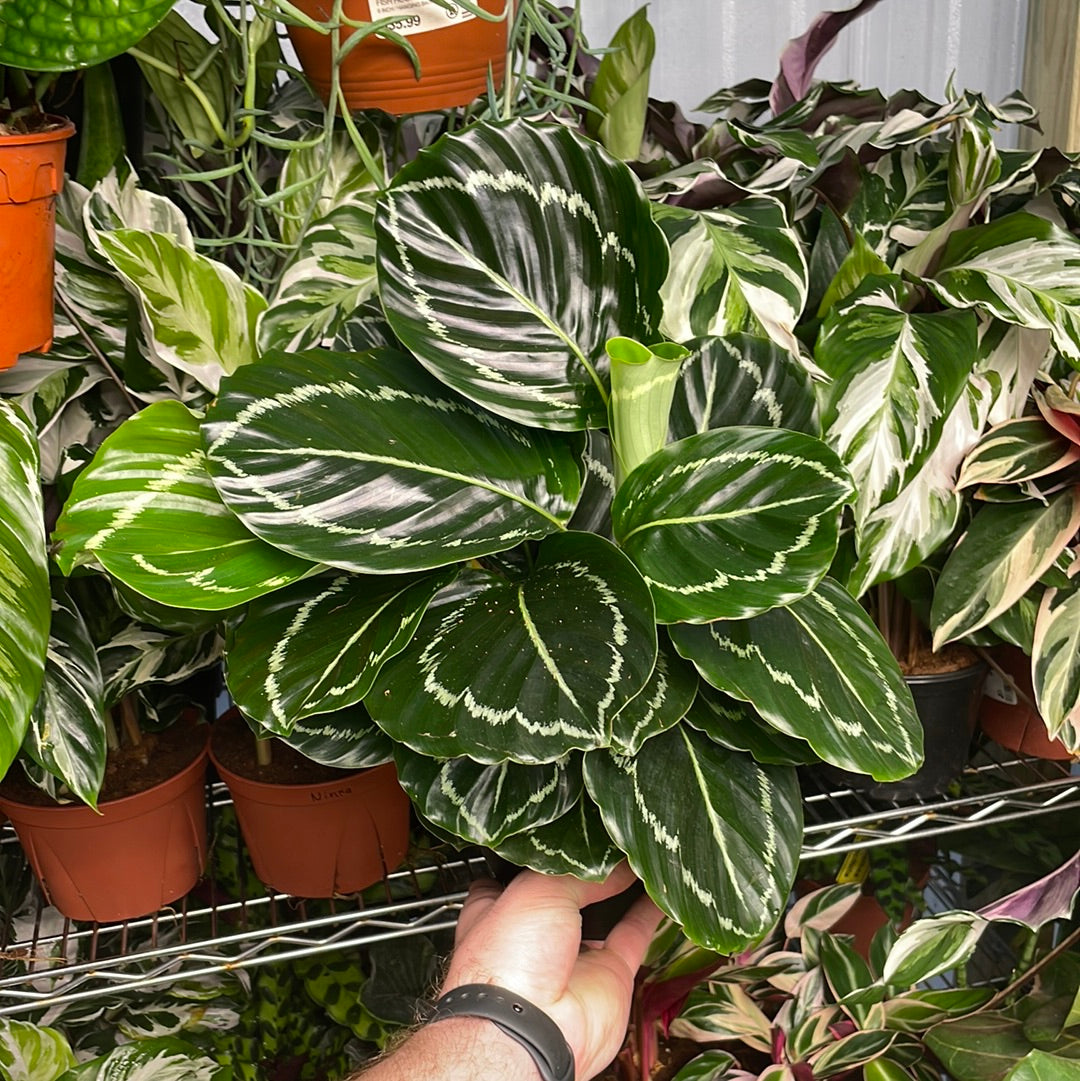 Calathea Green Goddess