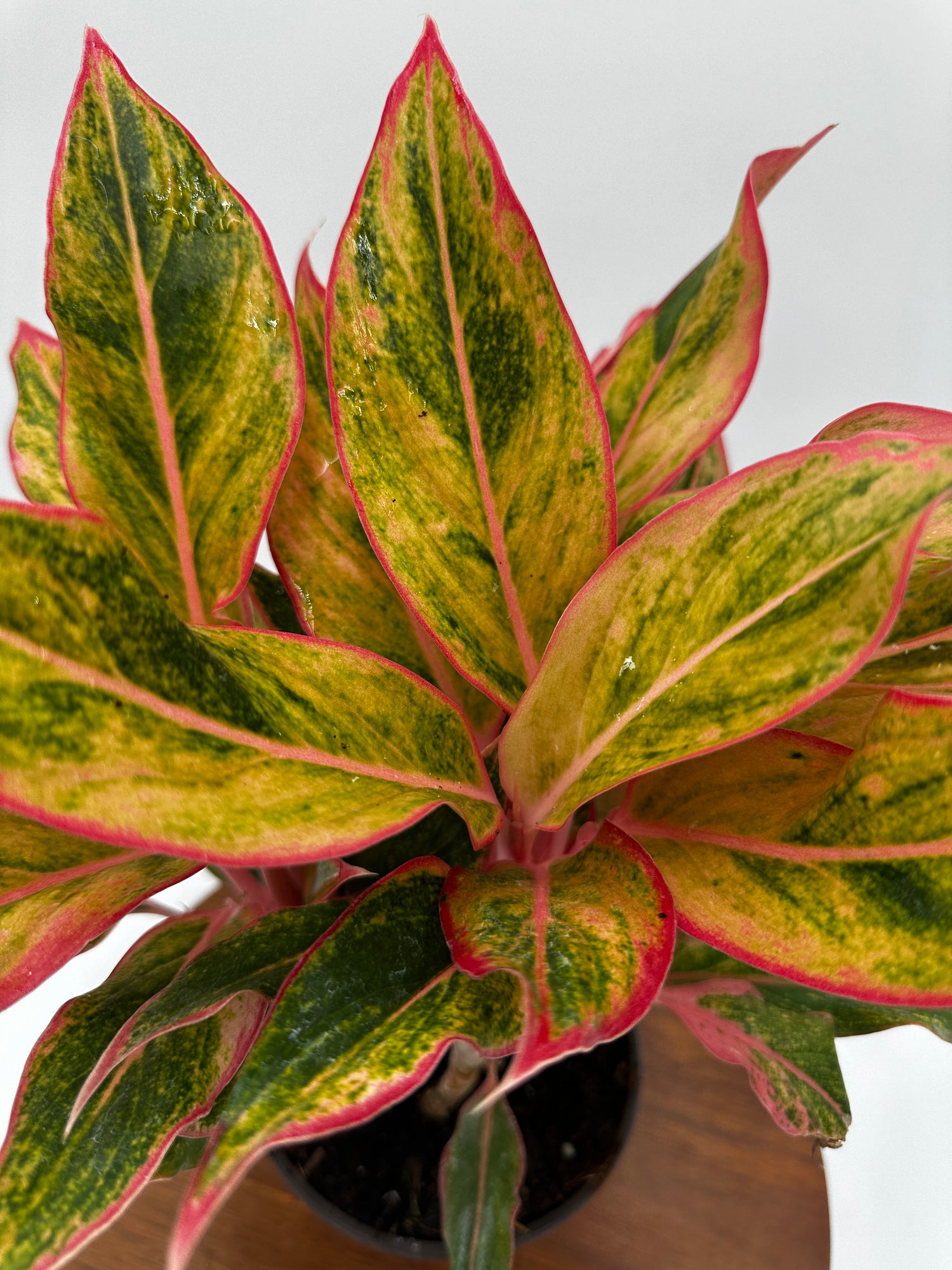 Aglaonema Orange Siam