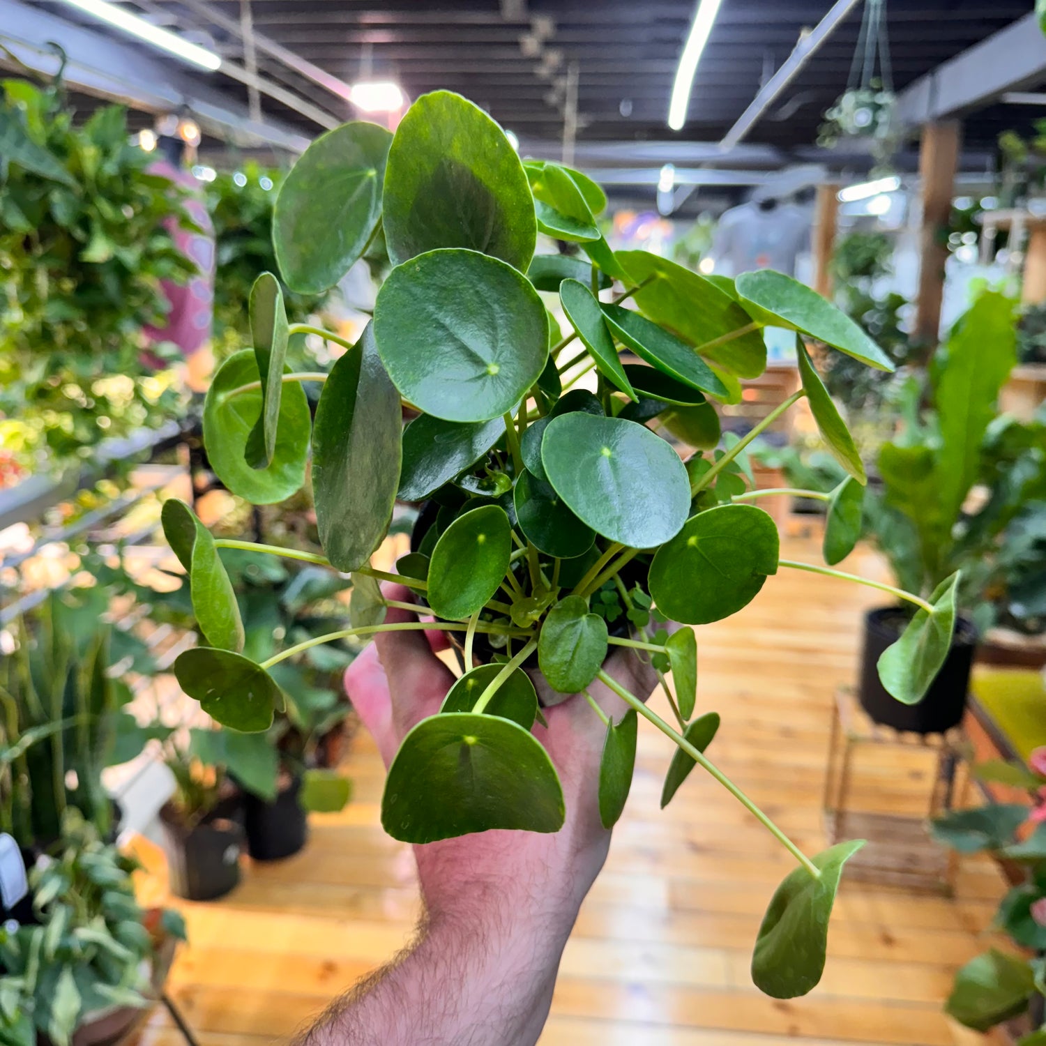 Pilea Peperomioides