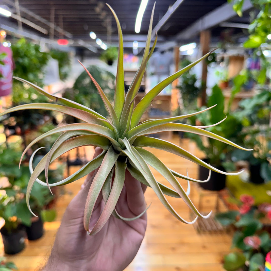 Capitata Peach Air Plant