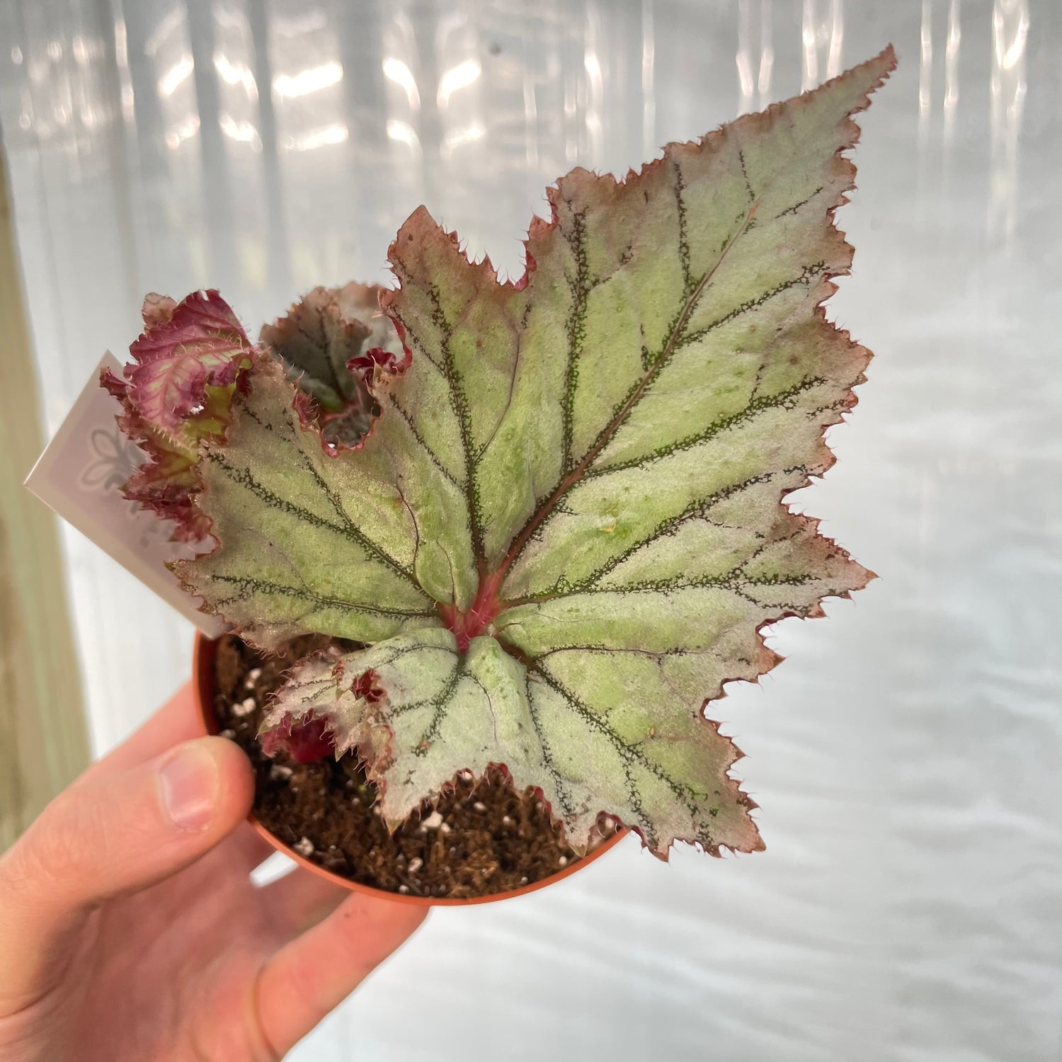 Begonia Harmony&