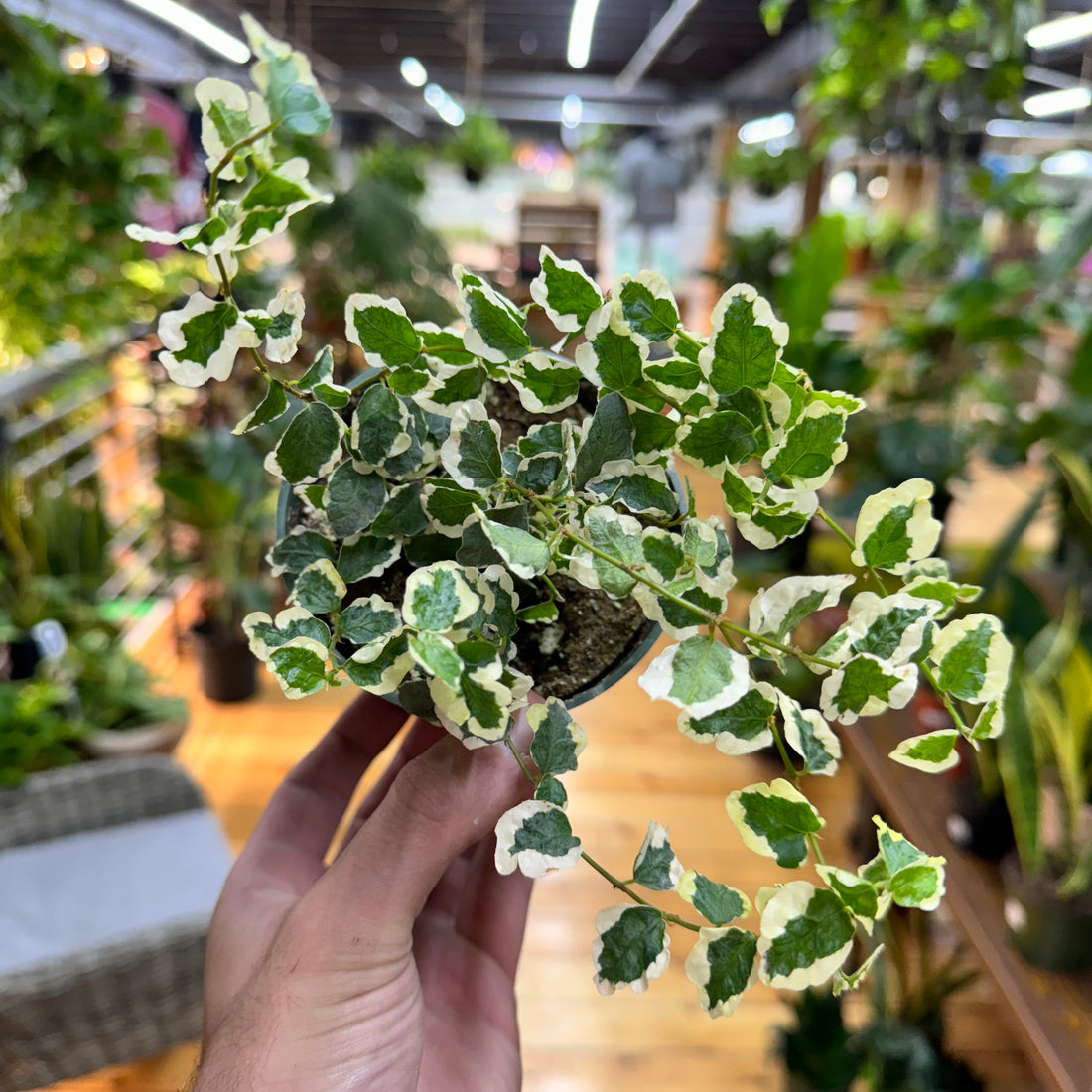 Ficus Pumila Repens Variegated