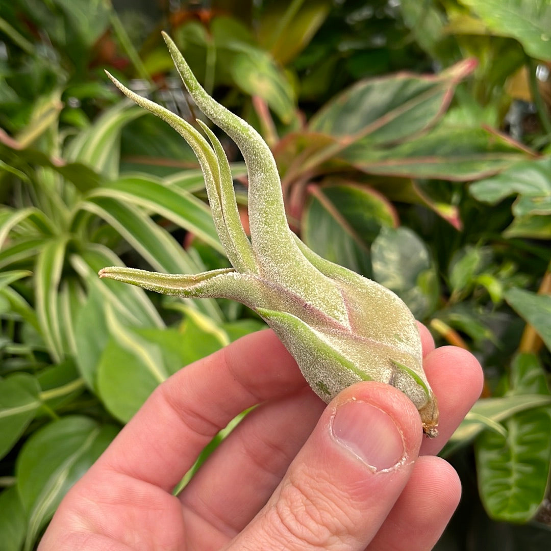 Caput Medusae Air Plant