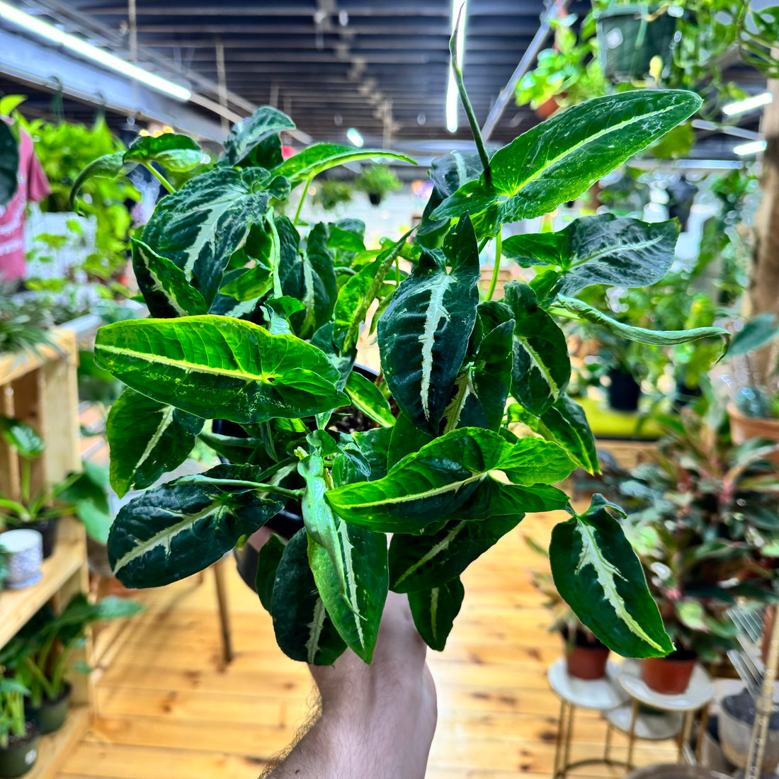 Syngonium Wendlandii Black Velvet