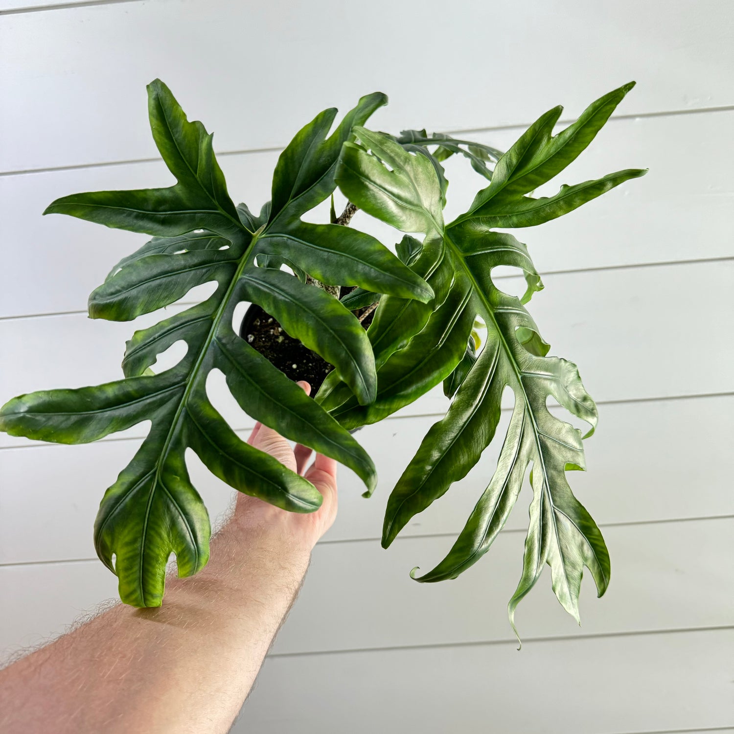 Alocasia Brancifolia