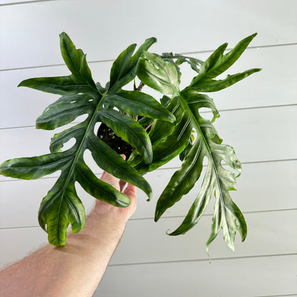 Alocasia Brancifolia