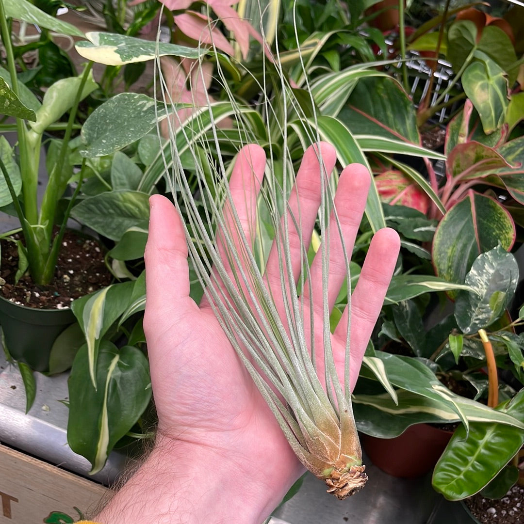 Juncea Air Plant