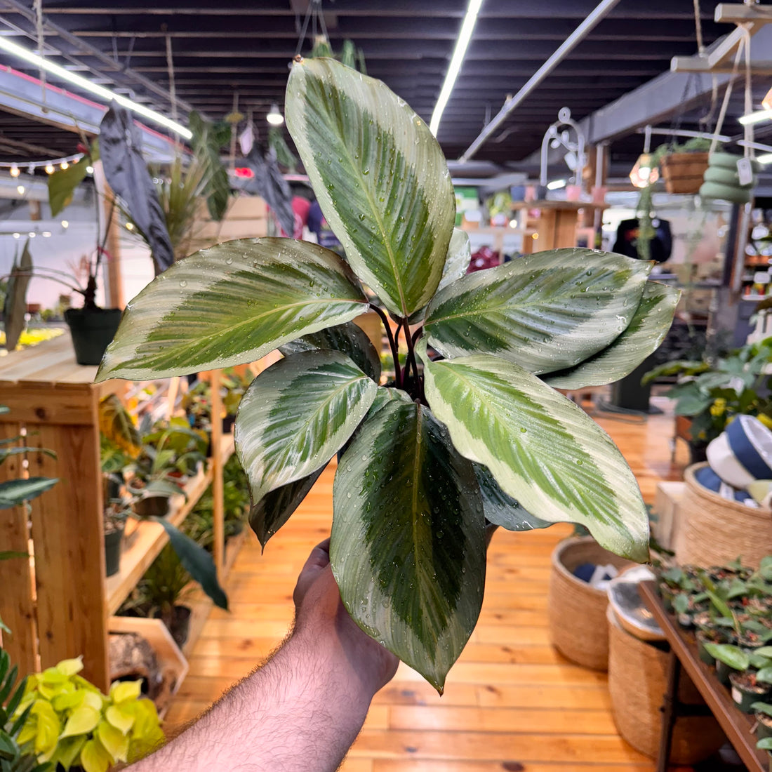 Calathea Holiday