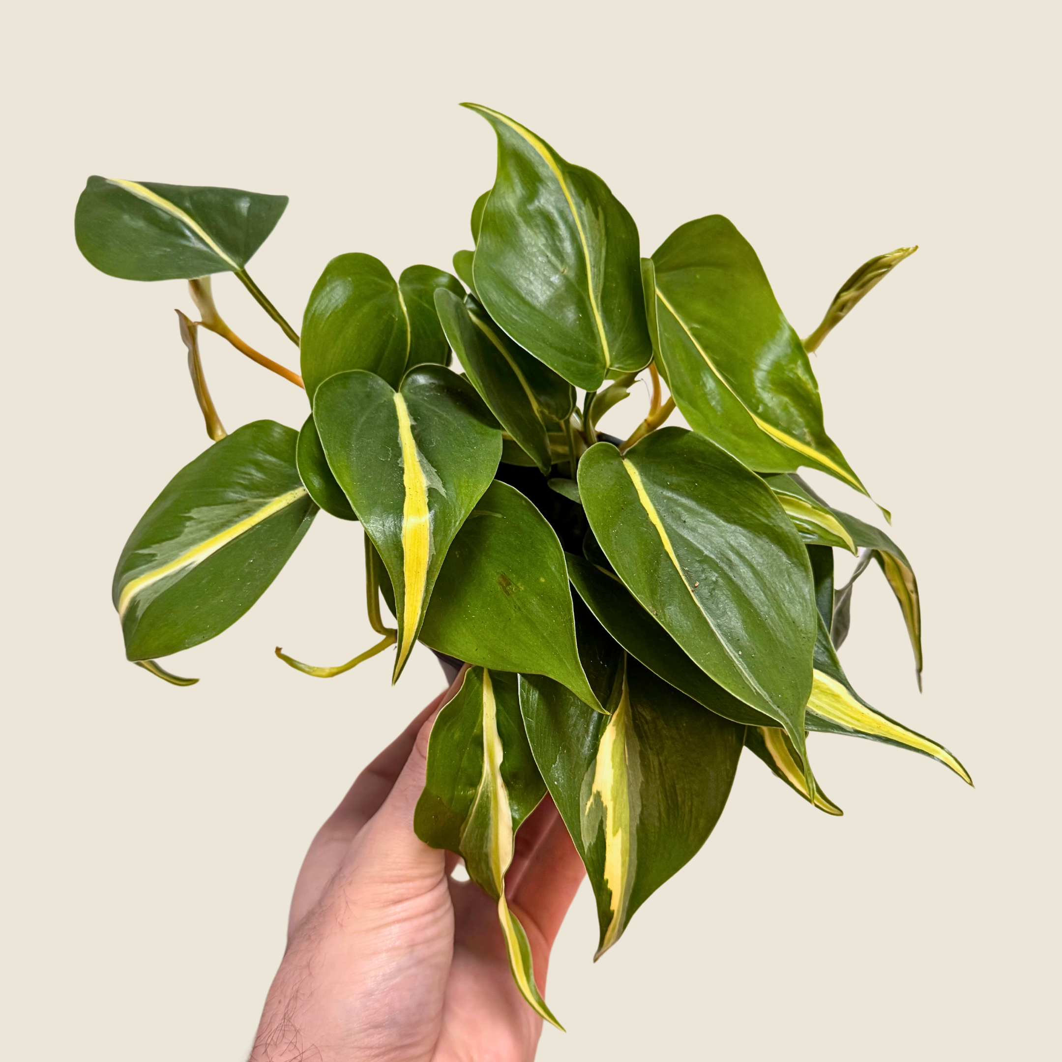 Philodendron Silver Stripe