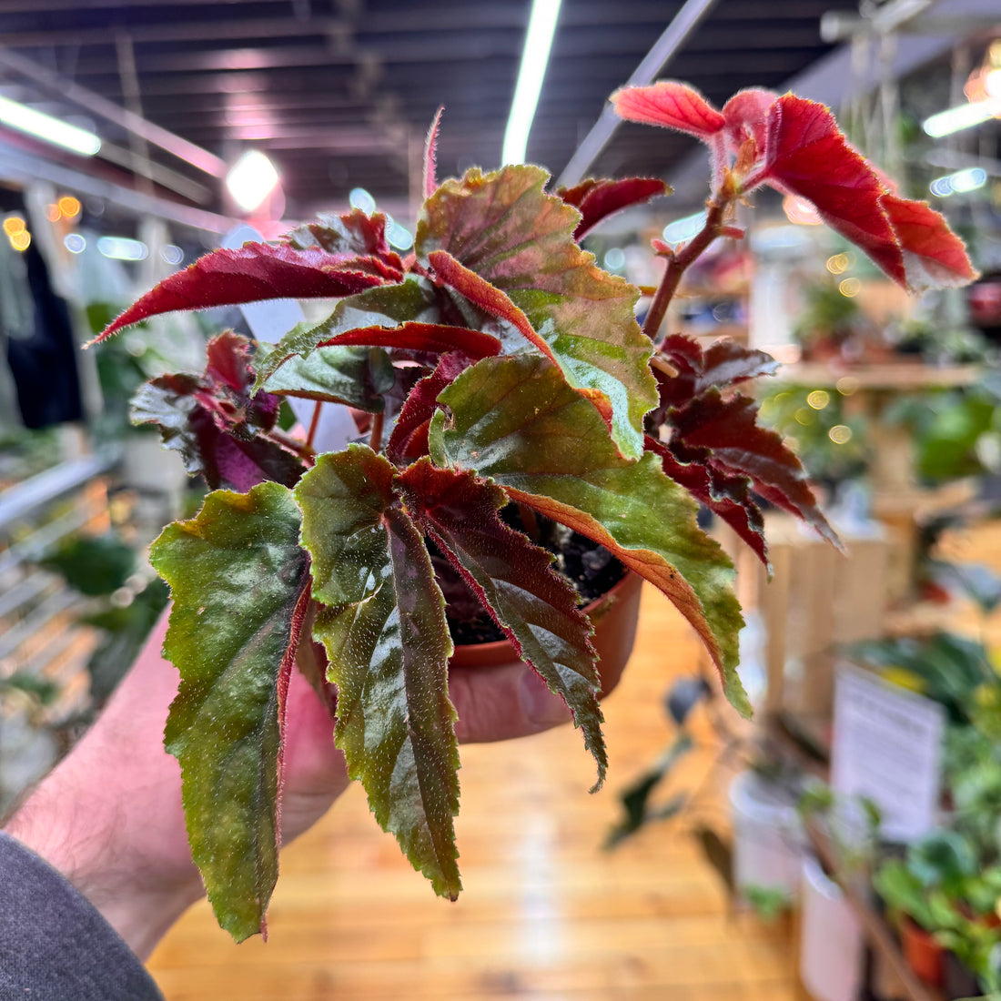 Begonia Ginny