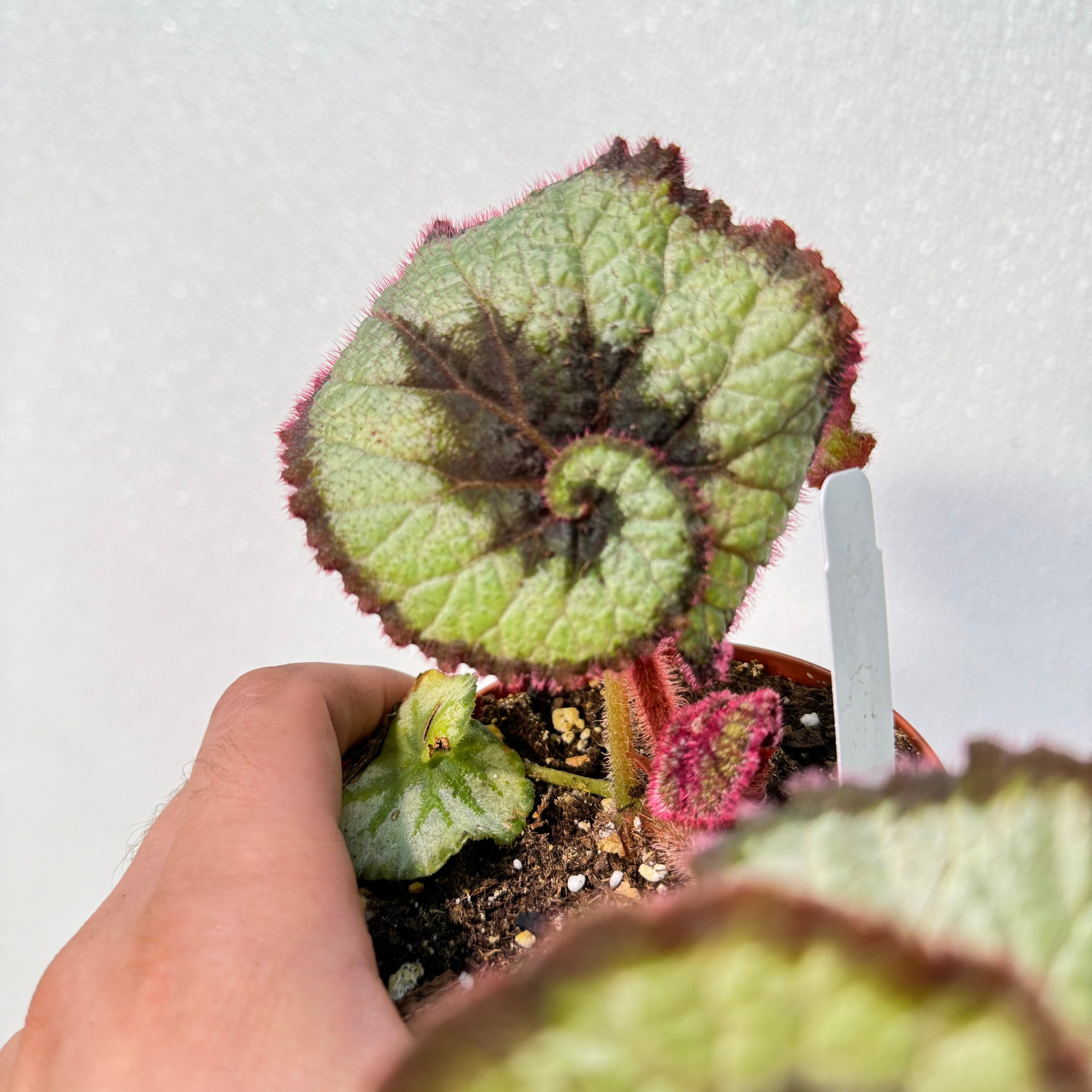 Begonia Rex Escargot