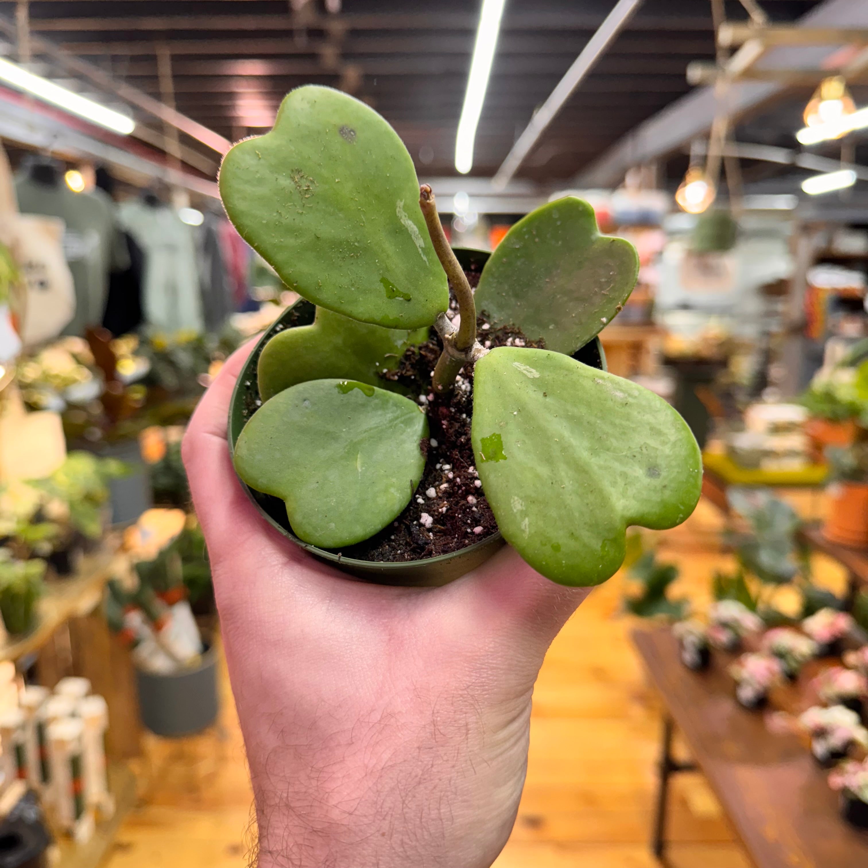 Hoya Kerrii Green