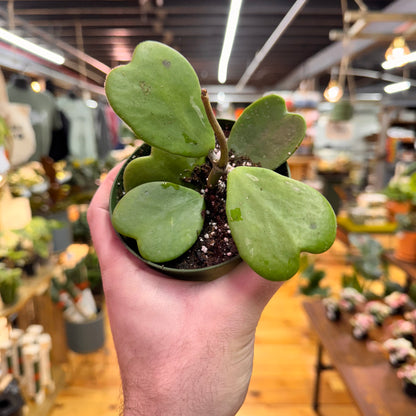 Hoya Kerrii Green