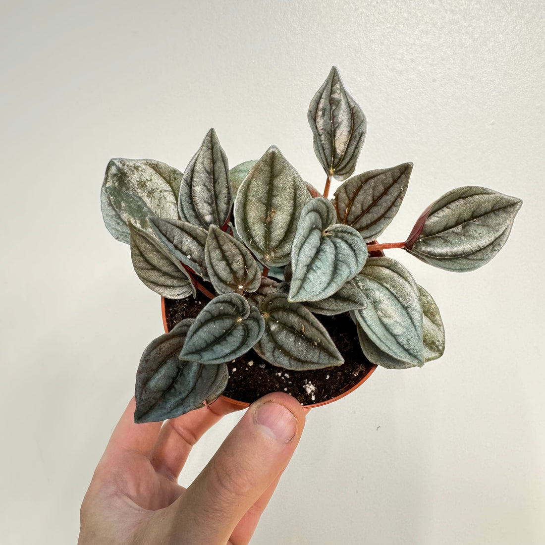 Peperomia Mendoza