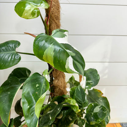 Philodendron White Princess