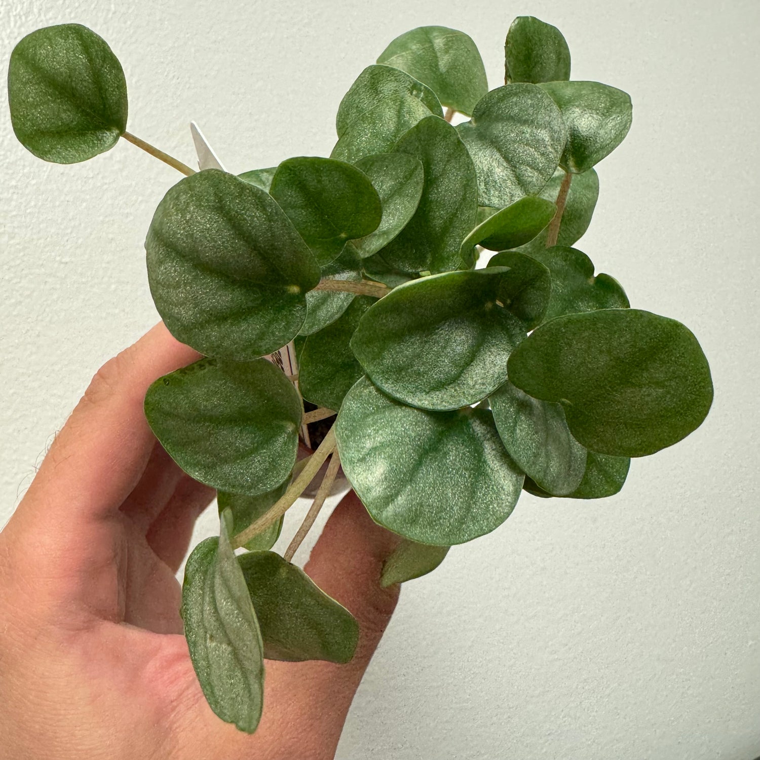 Peperomia Little Toscani