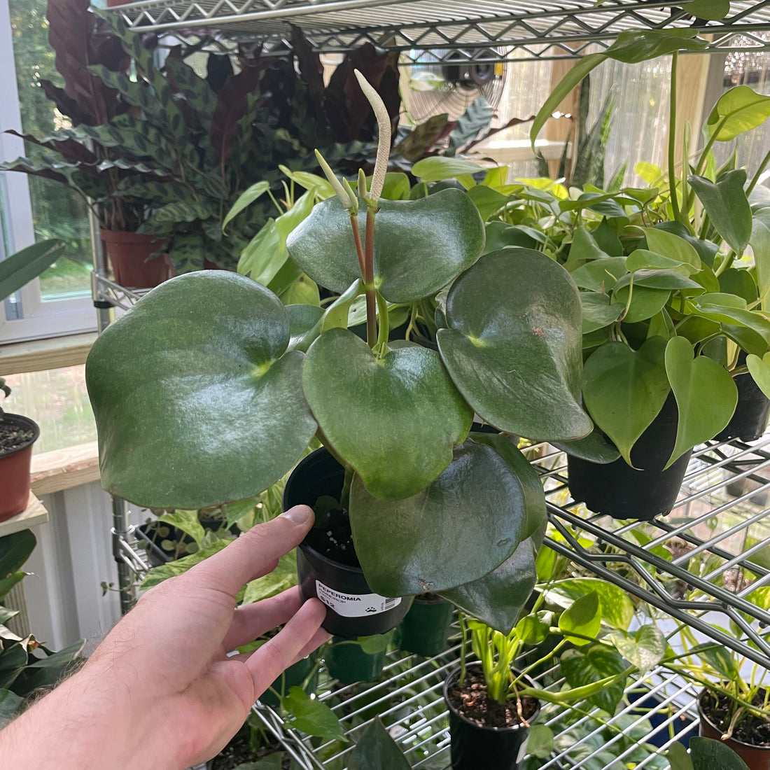 Peperomia Raindrop