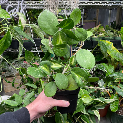 Hoya Obovata Variegated