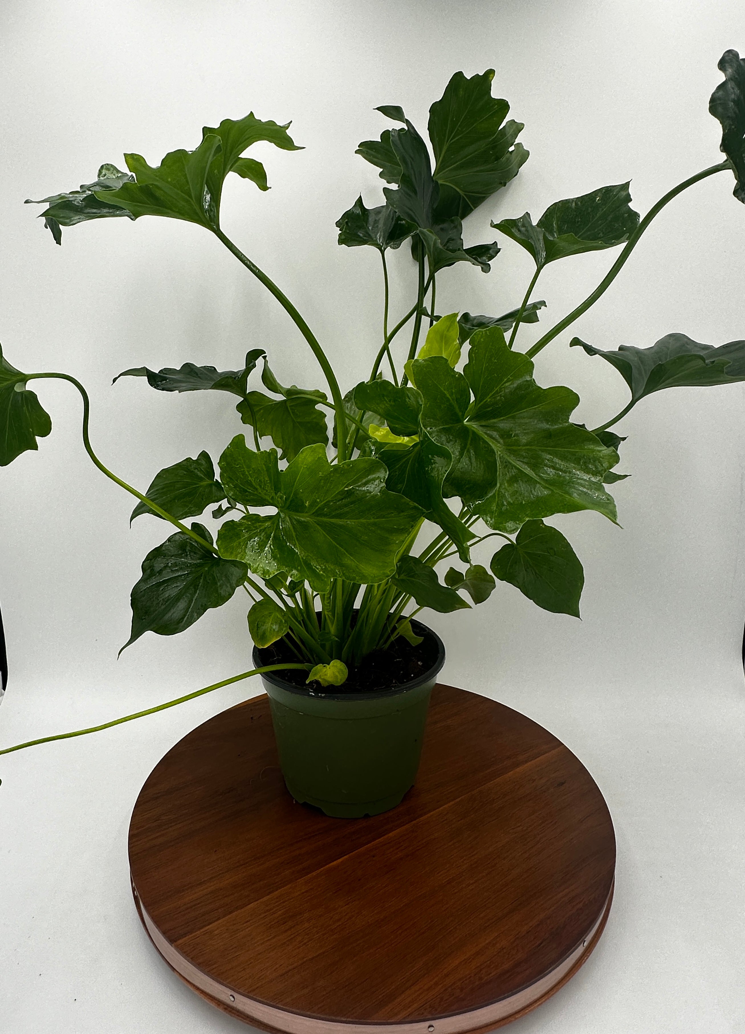 Philodendron Selloum Hope