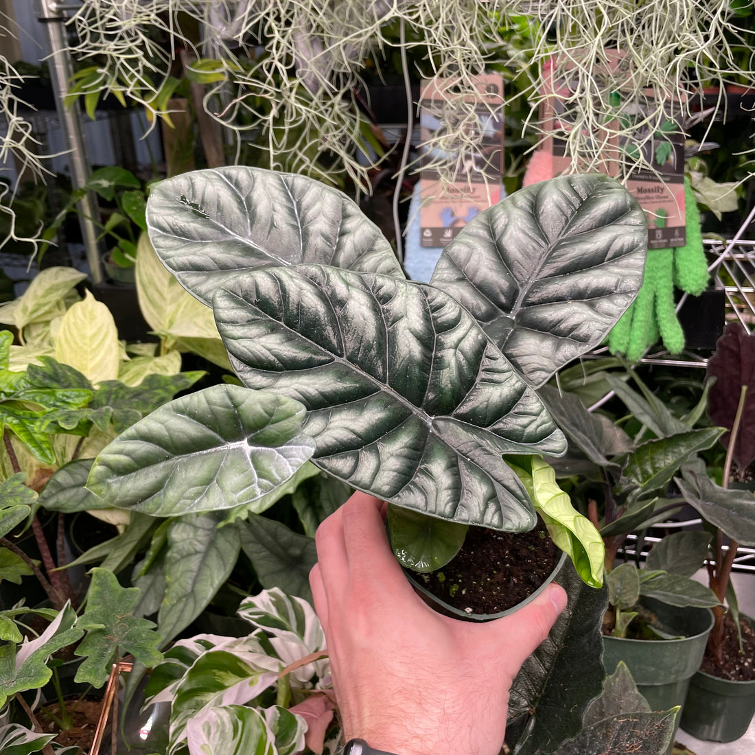 Alocasia Sinuata