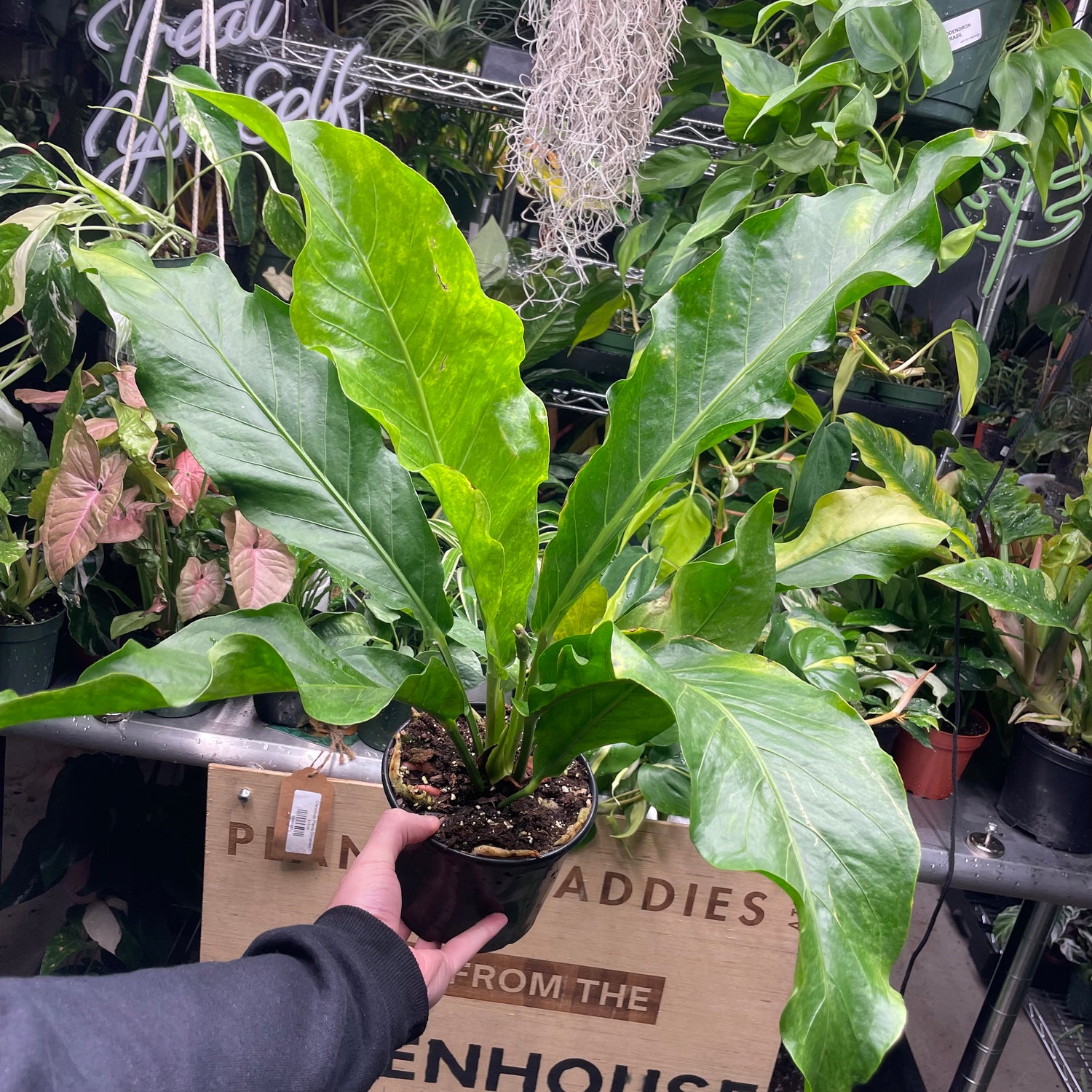 Anthurium Bird’s Nest Variegated