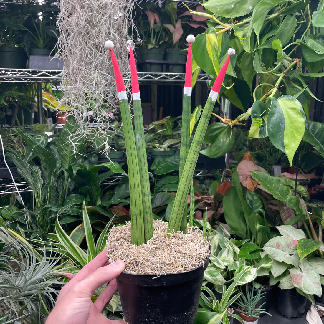 Sansevieria Cylindrica Santa