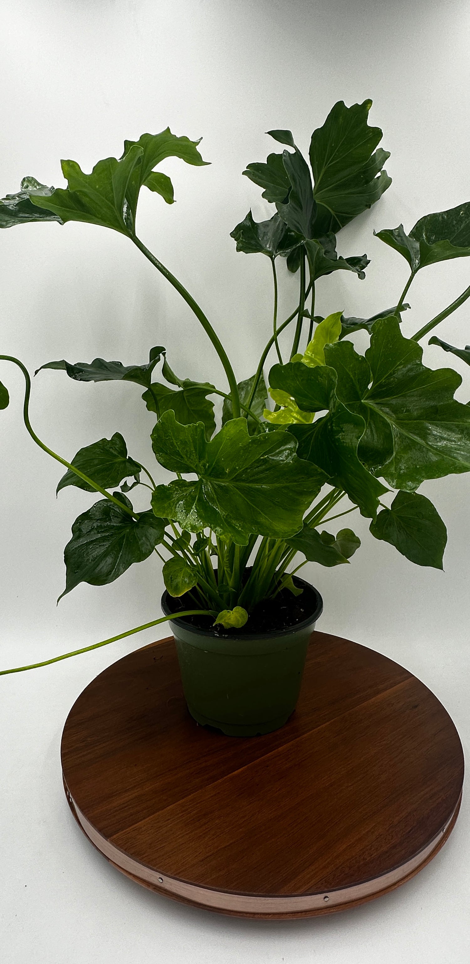 Philodendron Selloum Hope